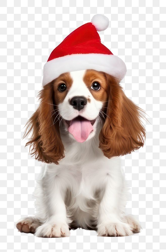 PNG Celebration dog christmas spaniel. AI generated Image by rawpixel.