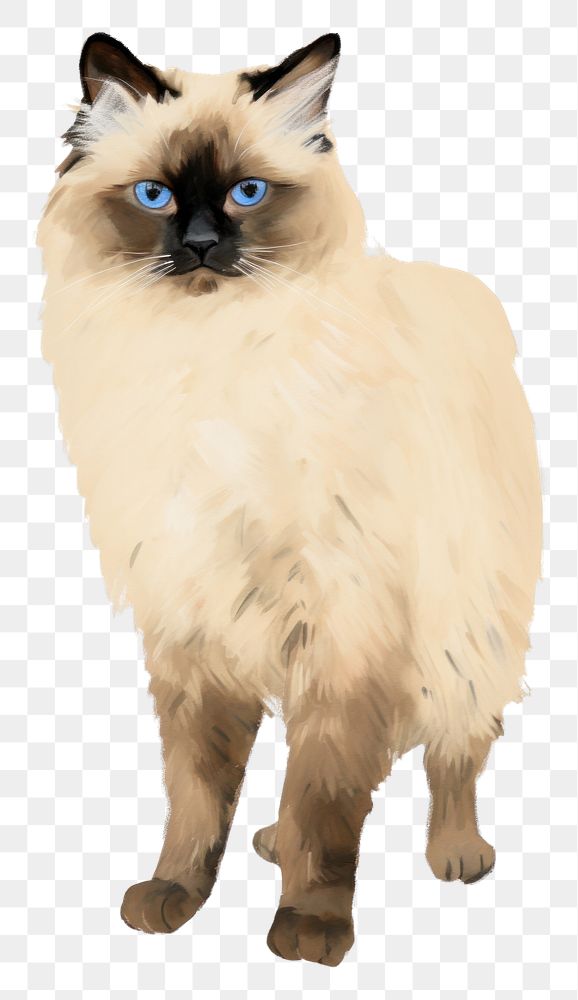 PNG Ragdoll Cat mammal animal pet. AI generated Image by rawpixel.
