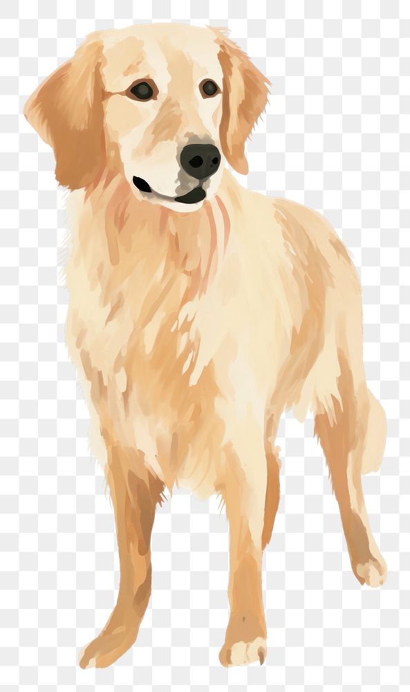 PNG Golden retriever dog mammal animal pet. AI generated Image by rawpixel.