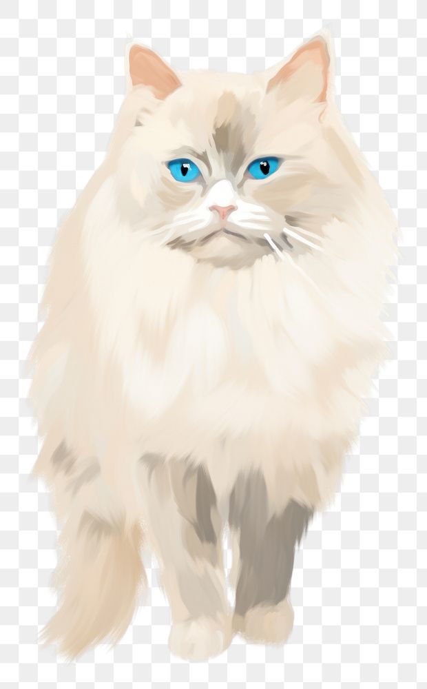 PNG Ragdoll Cat mammal animal white. AI generated Image by rawpixel.