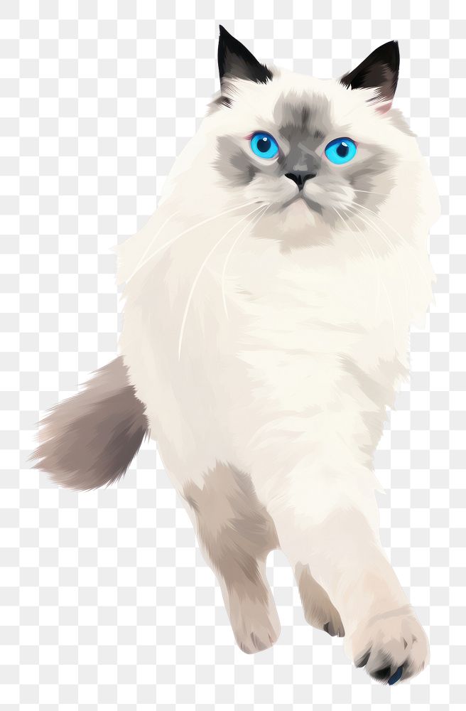 PNG Ragdoll Cat animal mammal | Free PNG - rawpixel