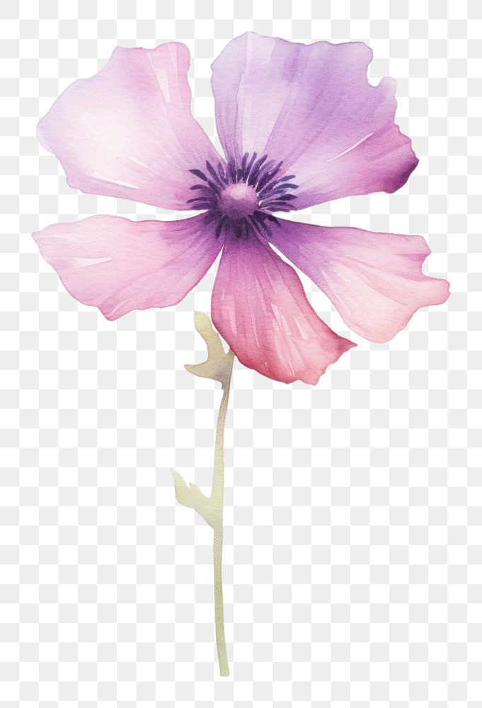 PNG  Flower blossom petal plant. AI generated Image by rawpixel.