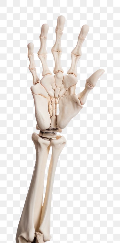 PNG  Skeleton hand white background fracture anatomy. AI generated Image by rawpixel.