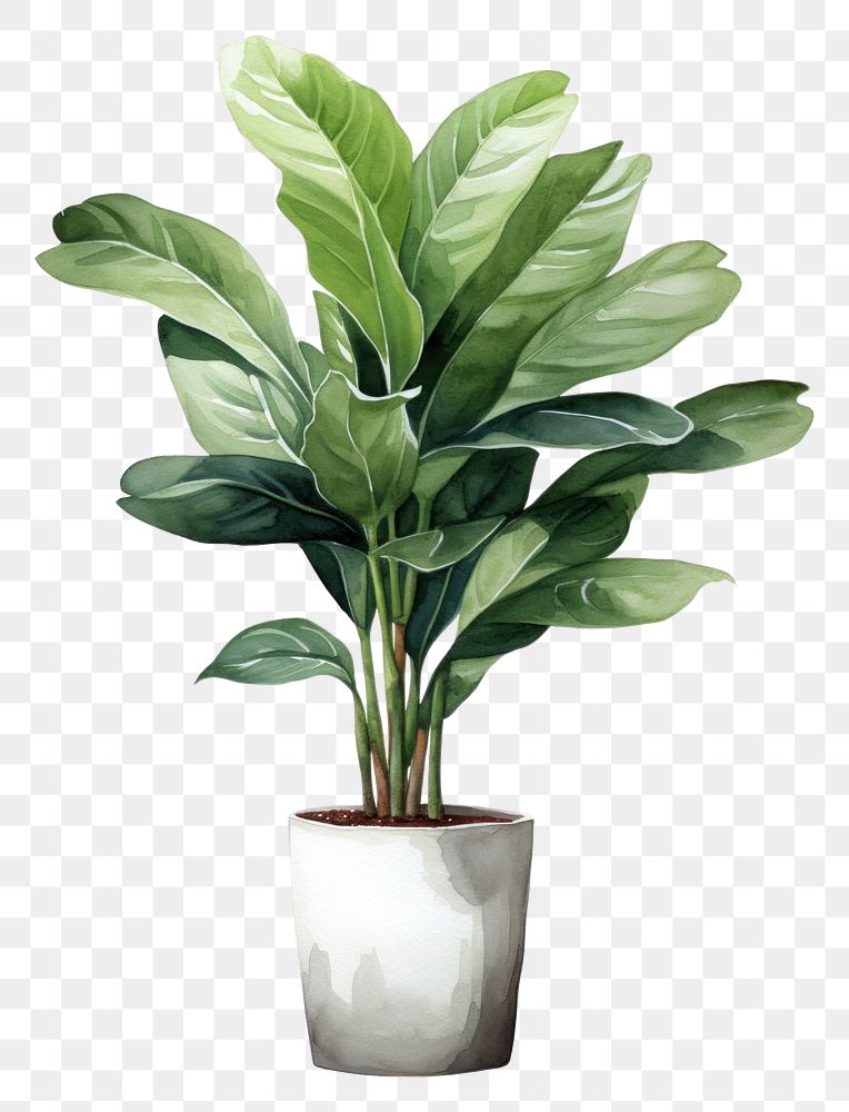 PNG  Potted plant leaf vase white background. AI generated Image by rawpixel.