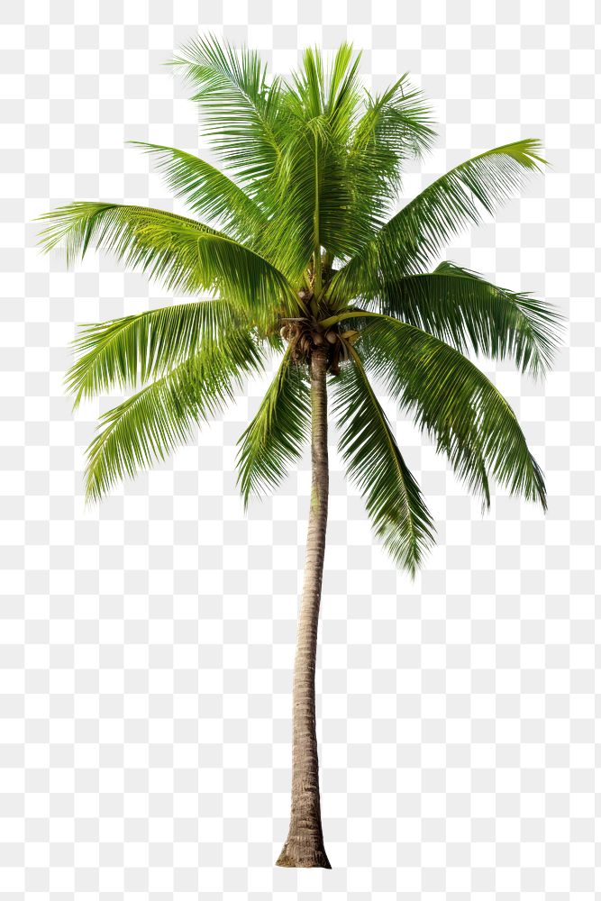 PNG Coconut tree plant white | Premium PNG - rawpixel
