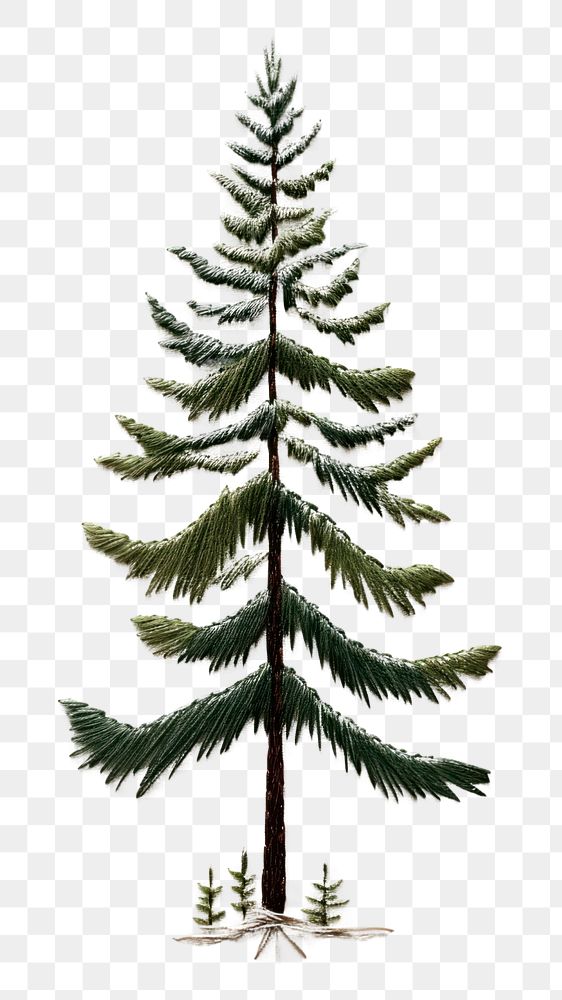 PNG Tree pine christmas plant. AI generated Image by rawpixel.
