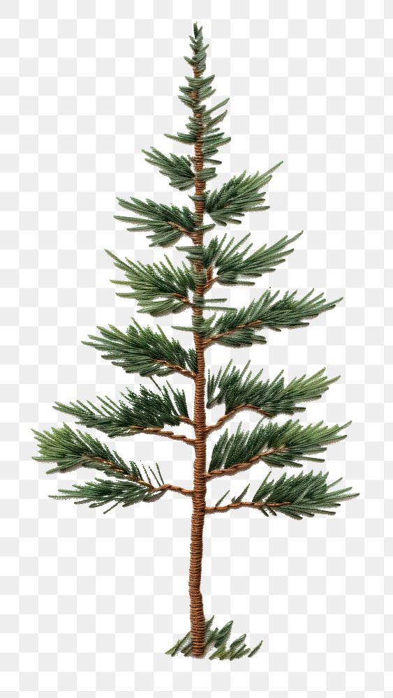 PNG Tree pine christmas plant. AI generated Image by rawpixel.