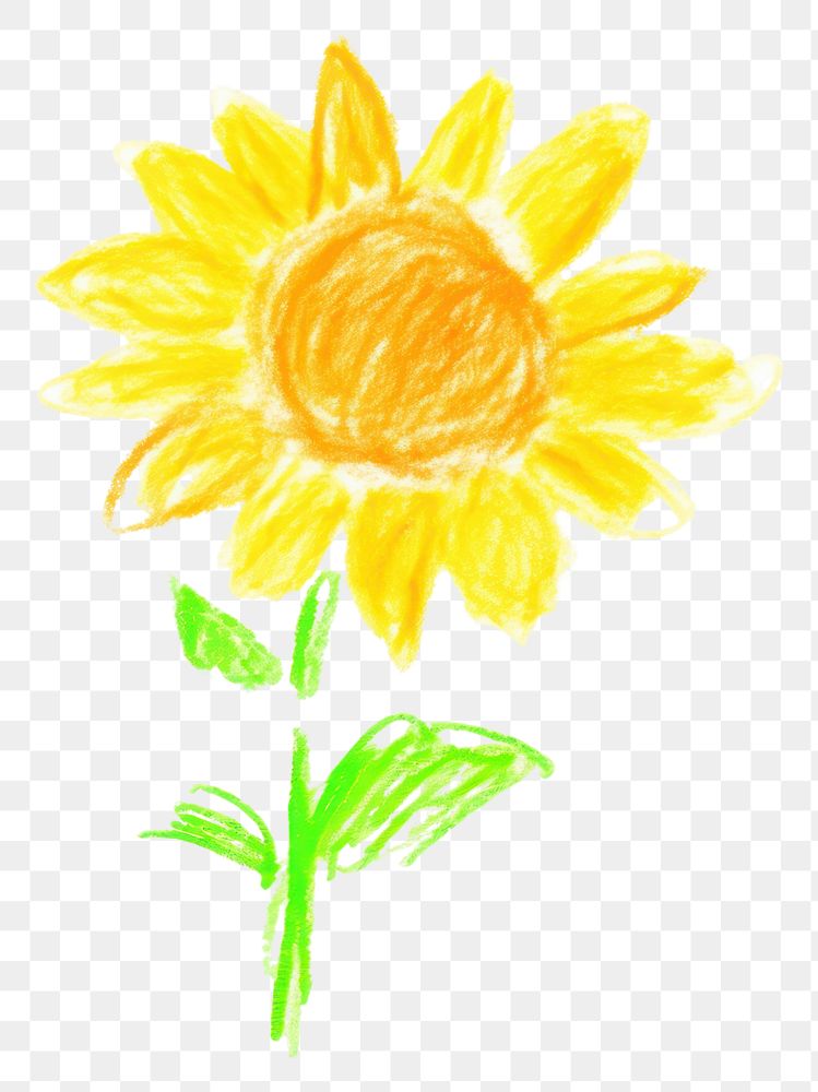 PNG  Sunflower drawing petal plant. 
