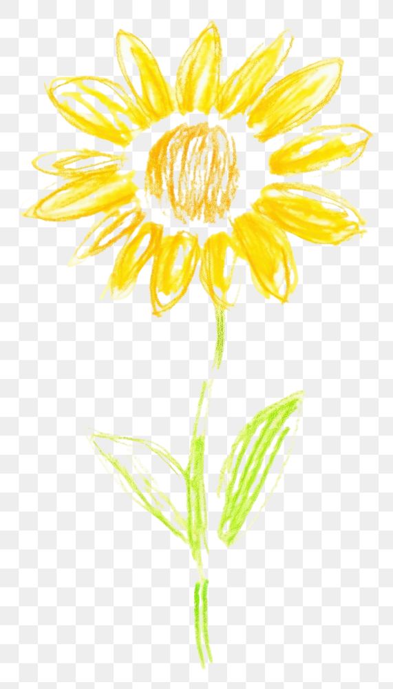 PNG  Sunflower drawing petal plant. AI generated Image by rawpixel.