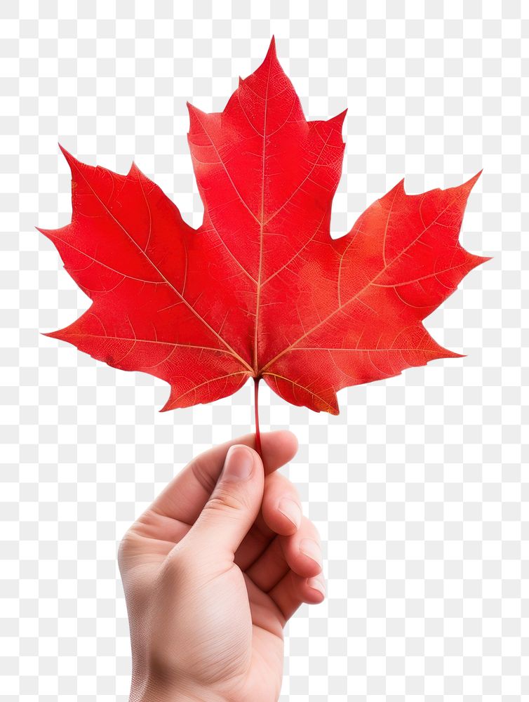 PNG Human holding maple leaf plant tree falling. AI generated Image by rawpixel.