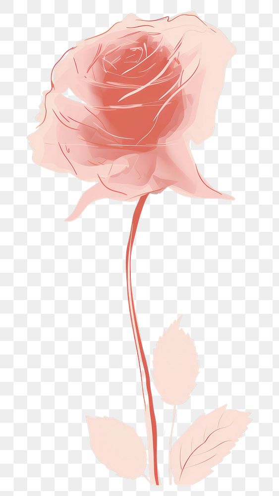 PNG  Rose flower petal plant. 