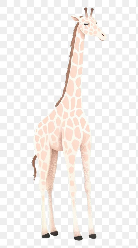 PNG  Giraffe wildlife animal mammal. 