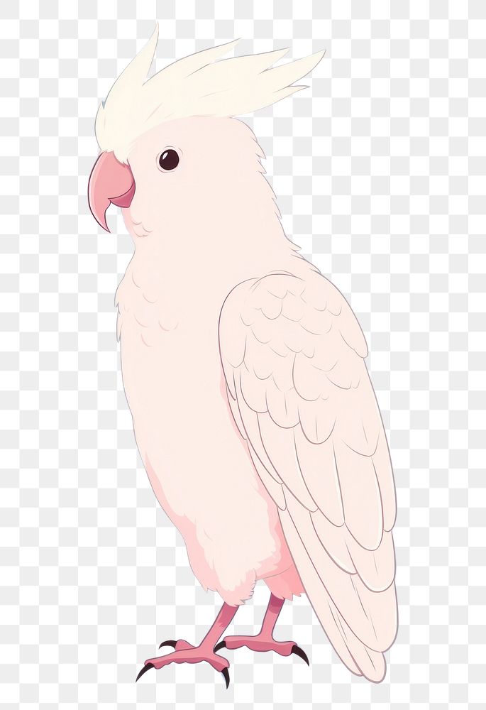 PNG  Cockatoo parrot animal bird cockatiel. AI generated Image by rawpixel.