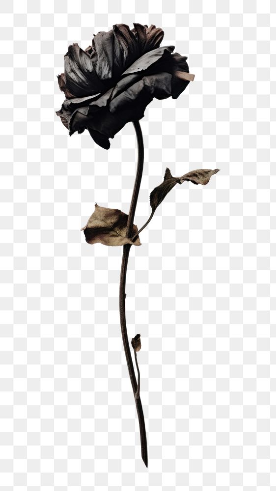 PNG Dead flower petal plant rose
