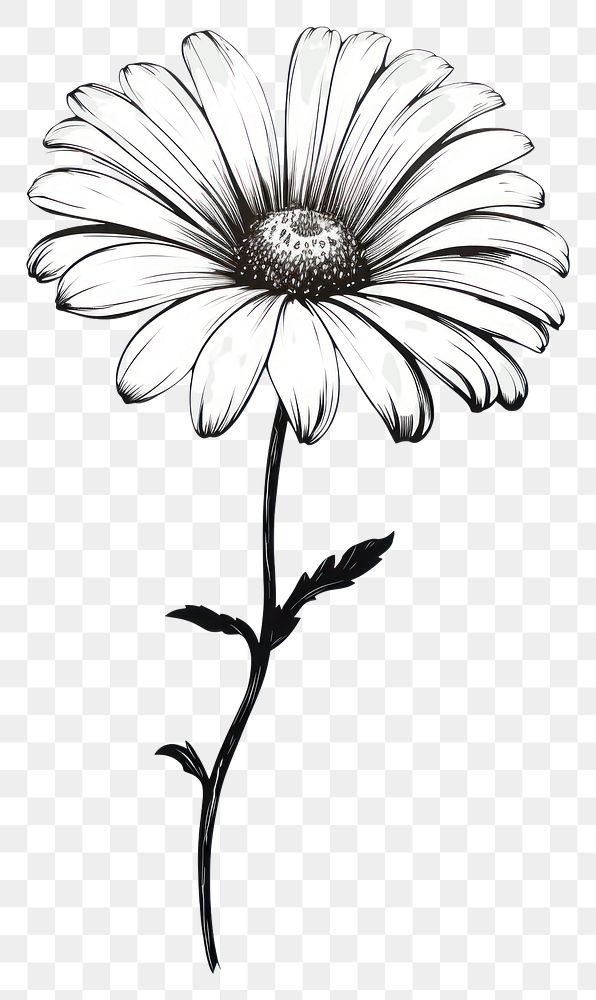 PNG  Daisy flower drawing sketch plant. AI generated Image by rawpixel.