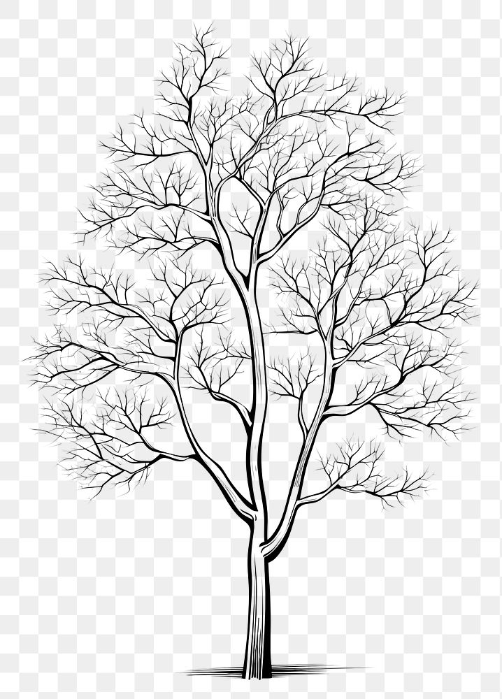 PNG  Tree sketch drawing white. AI generated Image by rawpixel.