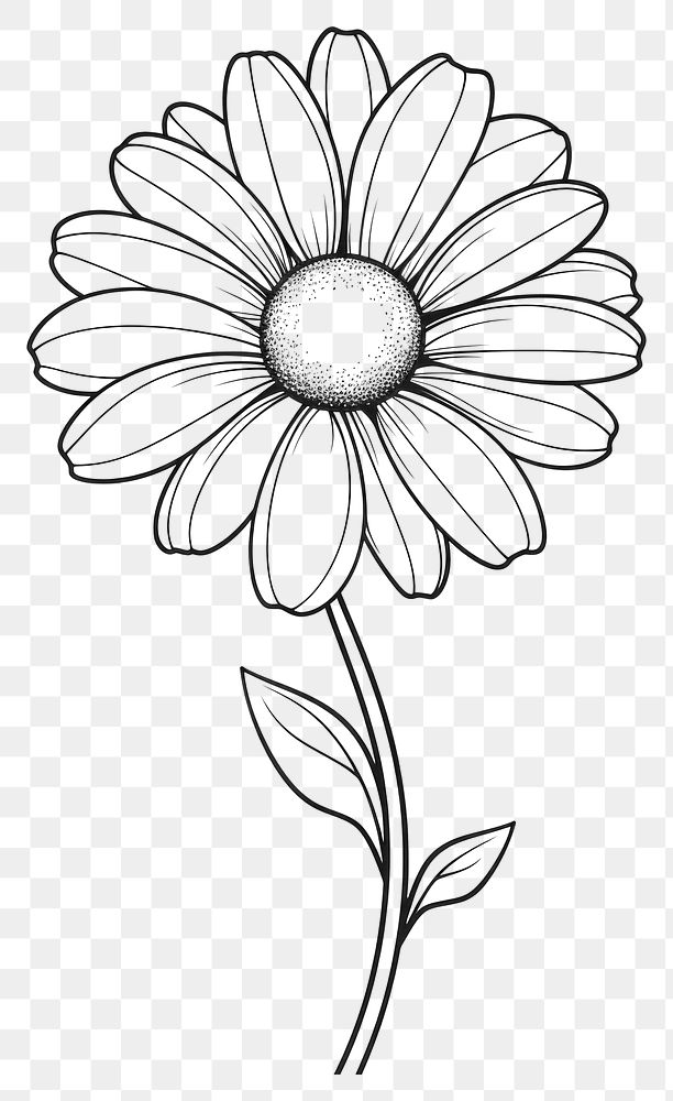 PNG  Daisy sketch drawing flower. AI generated Image by rawpixel.