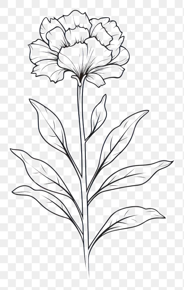 PNG  Flower blossom plant sketch drawing white. AI generated Image by rawpixel.