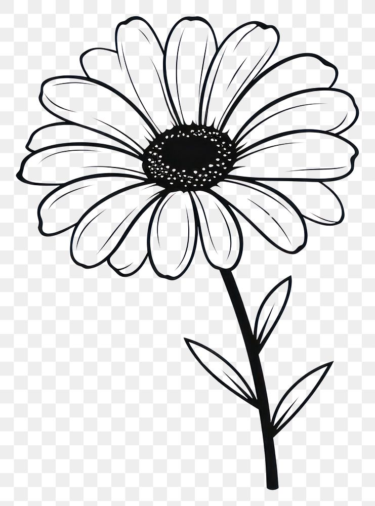 PNG  Flower daisy flower drawing sketch. AI generated Image by rawpixel.