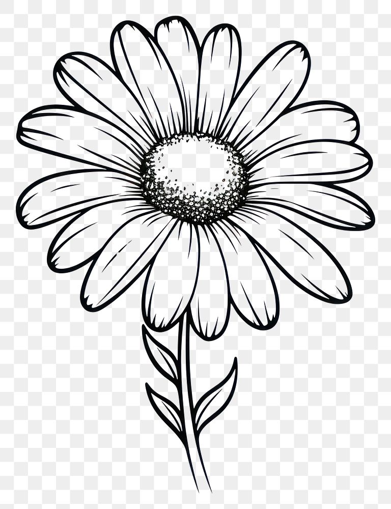 PNG  Flower daisy flower drawing sketch. AI generated Image by rawpixel.