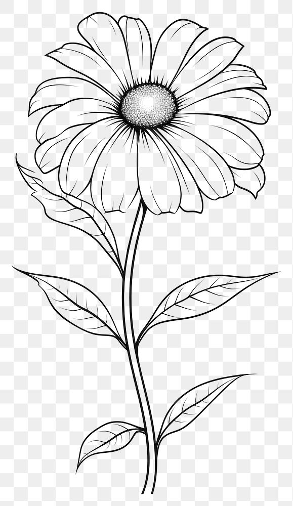 PNG  Flower dasiy sketch drawing plant. AI generated Image by rawpixel.