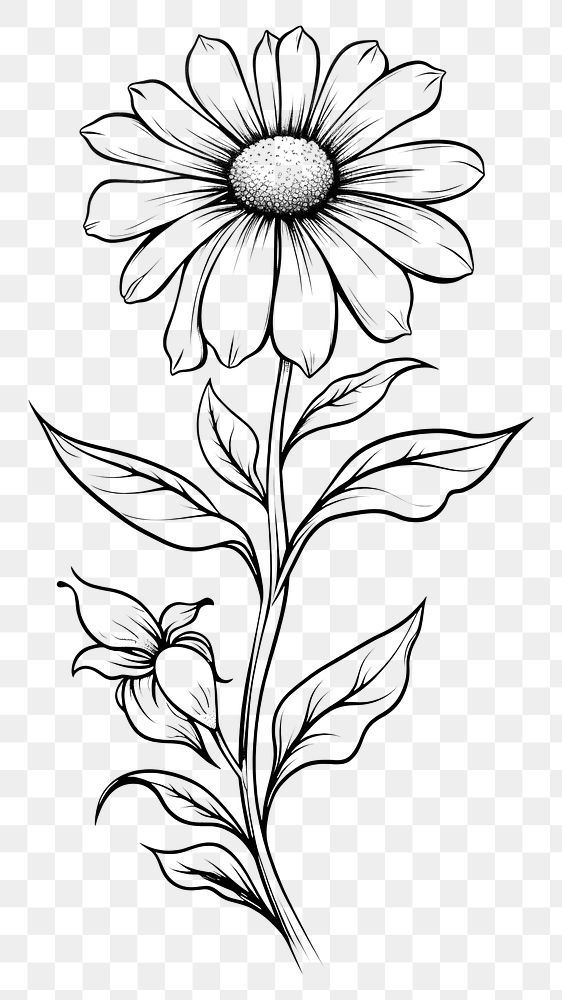 PNG  Flower dasiy sketch pattern drawing. AI generated Image by rawpixel.