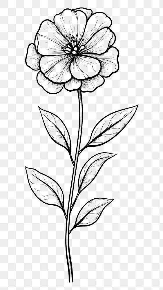 PNG  Flower sketch drawing plant. AI generated Image by rawpixel.