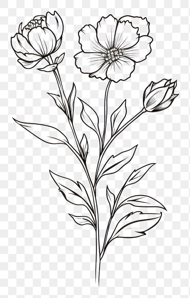 PNG  Flower sketch pattern drawing. AI generated Image by rawpixel.