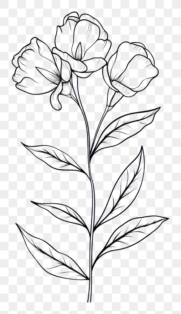 PNG  Floral sketch drawing plant. AI generated Image by rawpixel.