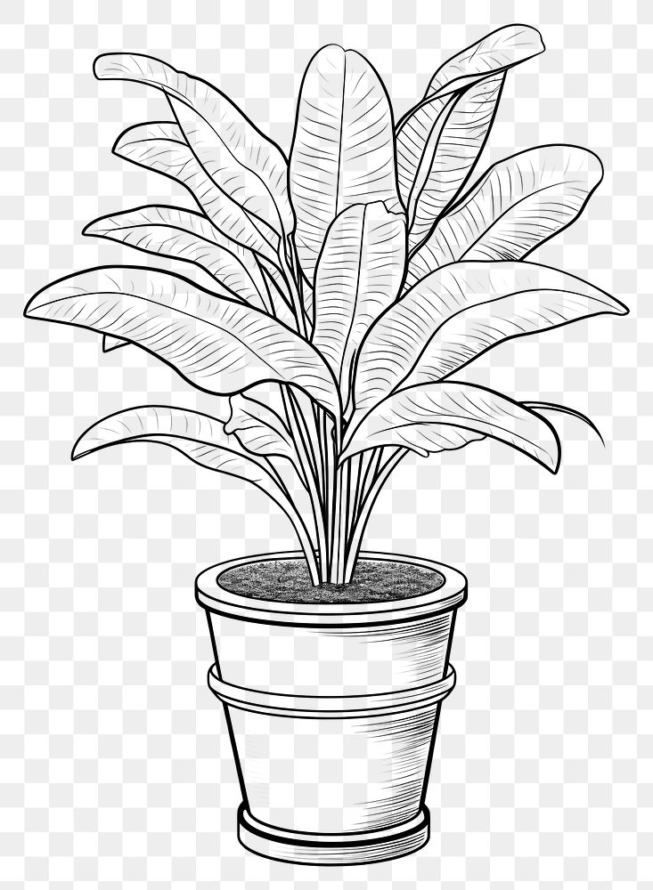PNG  Indoor plant sketch drawing leaf. AI generated Image by rawpixel.