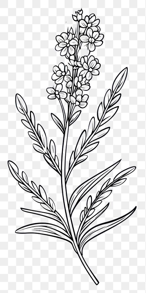 PNG  Lavender flower sketch drawing plant