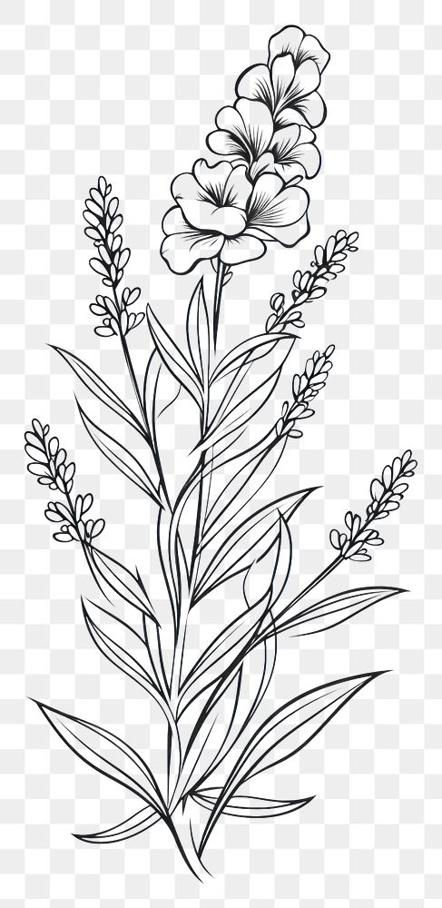 PNG  Lavender flower sketch pattern drawing. AI generated Image by rawpixel.