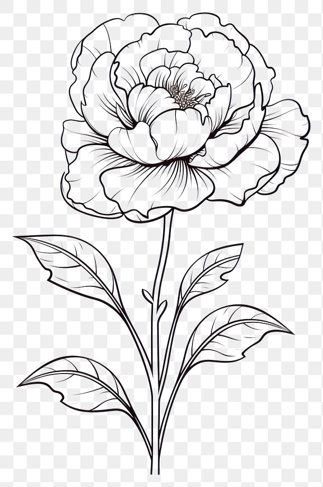 PNG  Peony sketch drawing white. AI generated Image by rawpixel.
