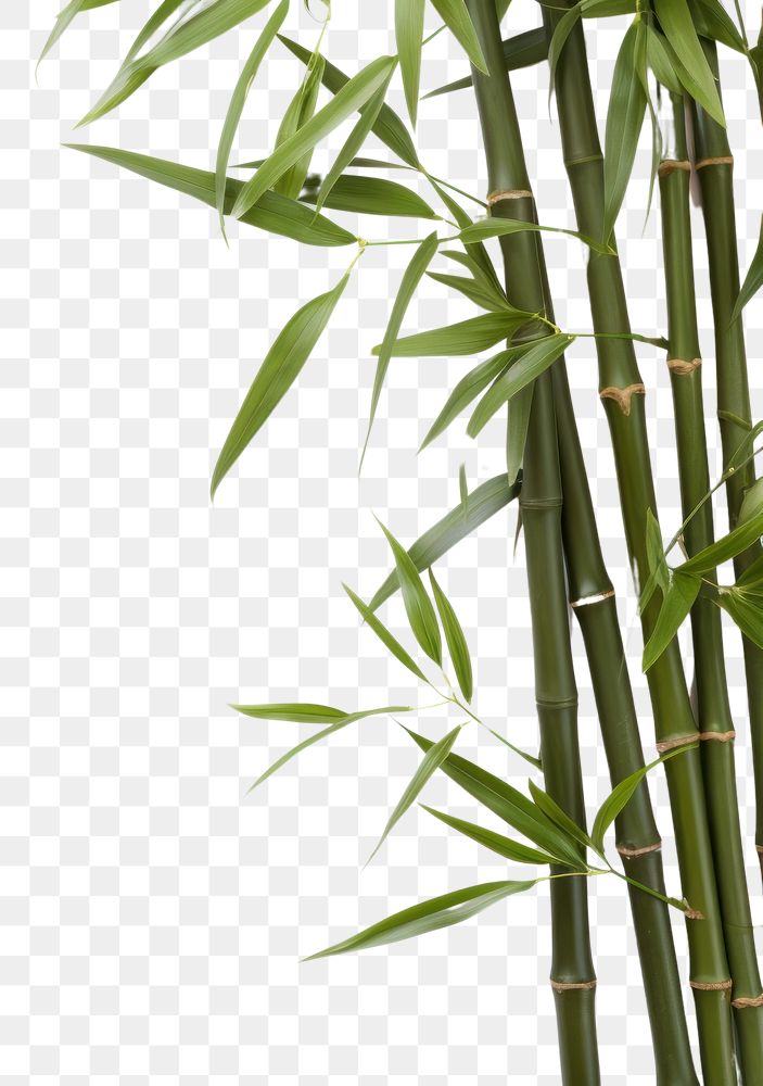 PNG Bamboo backgrounds plant branch. AI generated Image by rawpixel.