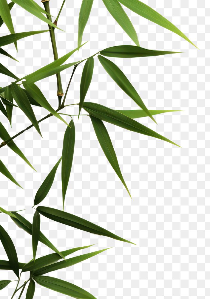 PNG Bamboo backgrounds plant leaf. AI generated Image by rawpixel.