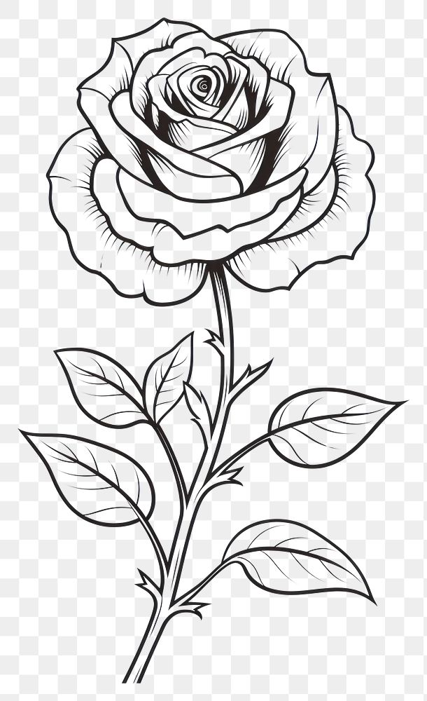 PNG  Rose sketch drawing flower. AI generated Image by rawpixel.
