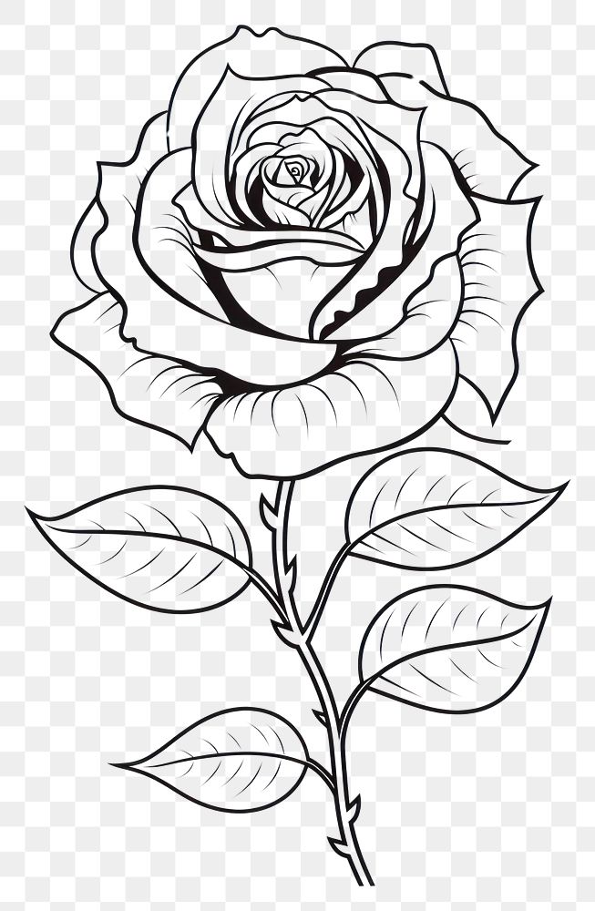PNG  Rose sketch drawing flower
