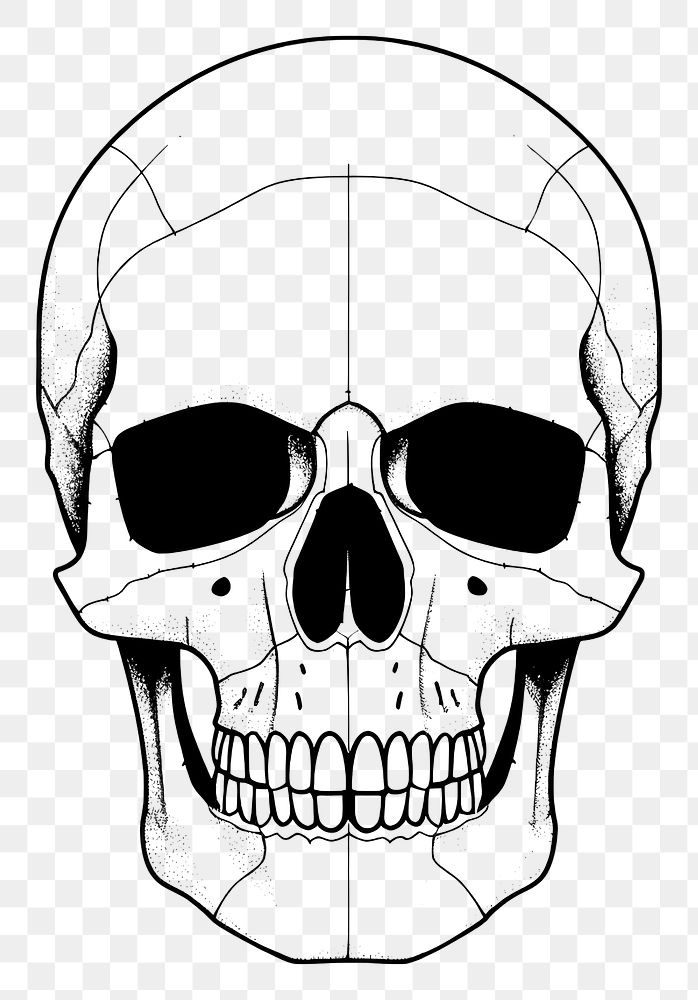 PNG  Skull sketch drawing illustrated. AI generated Image by rawpixel.