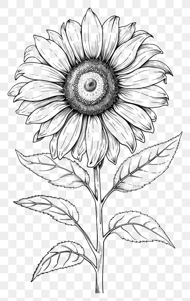 PNG  Sunflower sketch drawing plant