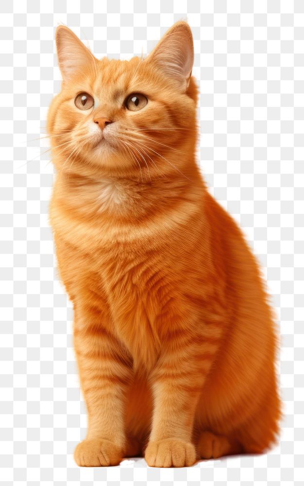 PNG A orange cat animal mammal kitten