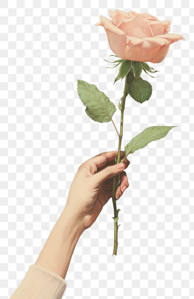 PNG Hand holding a rose flower petal plant. AI generated Image by rawpixel.