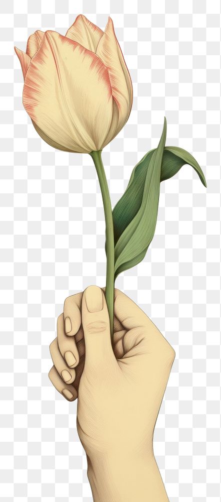 PNG Hand holding a Tulip art flower plant. AI generated Image by rawpixel.
