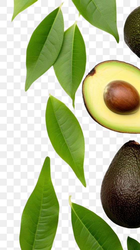 PNG  Avocado plant fruit wood. AI generated Image by rawpixel.