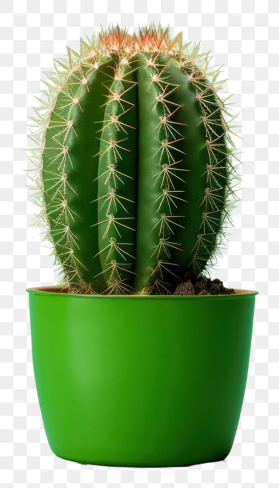PNG A cactus plant green houseplant. AI generated Image by rawpixel.
