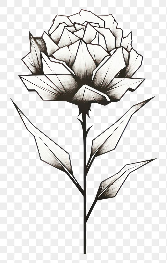 PNG Carnation flower drawing sketch white. AI generated Image by rawpixel.