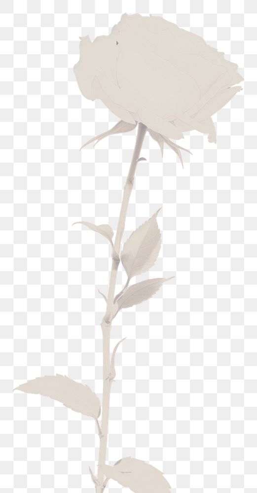 PNG White rose flower sketch plant. AI generated Image by rawpixel.