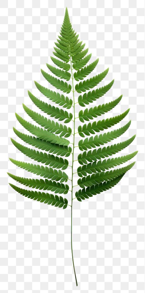 PNG Fern leaf plant white background. AI generated Image by rawpixel.
