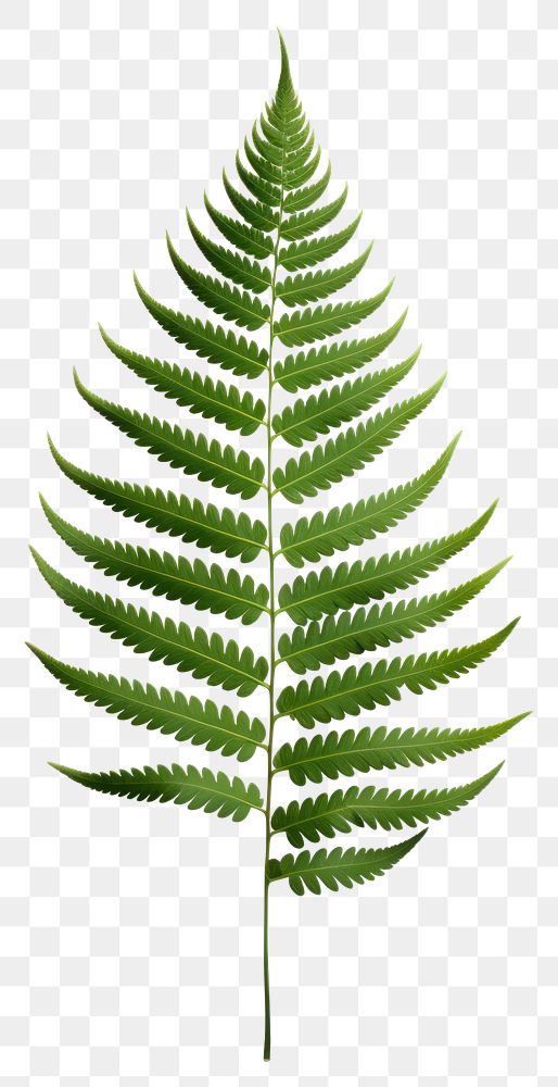 PNG Fern leaf plant white background. AI generated Image by rawpixel.