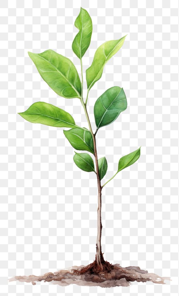 PNG  Plant sapling leaf tree beginnings. AI generated Image by rawpixel.
