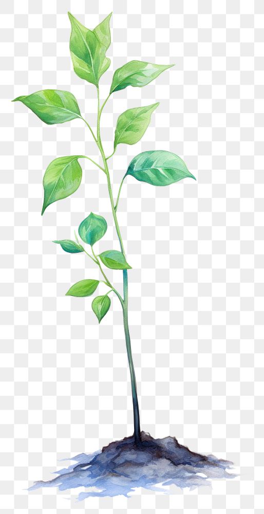 PNG  Plant sapling leaf beginnings seedling. AI generated Image by rawpixel.